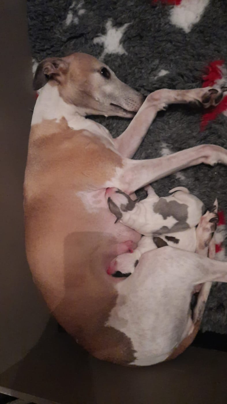 Whippet - du coquelicot bleu