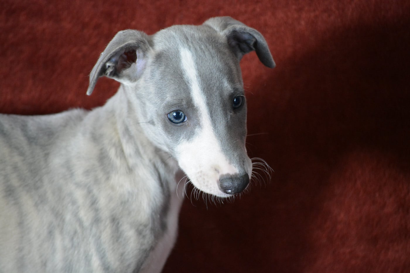 BELLA