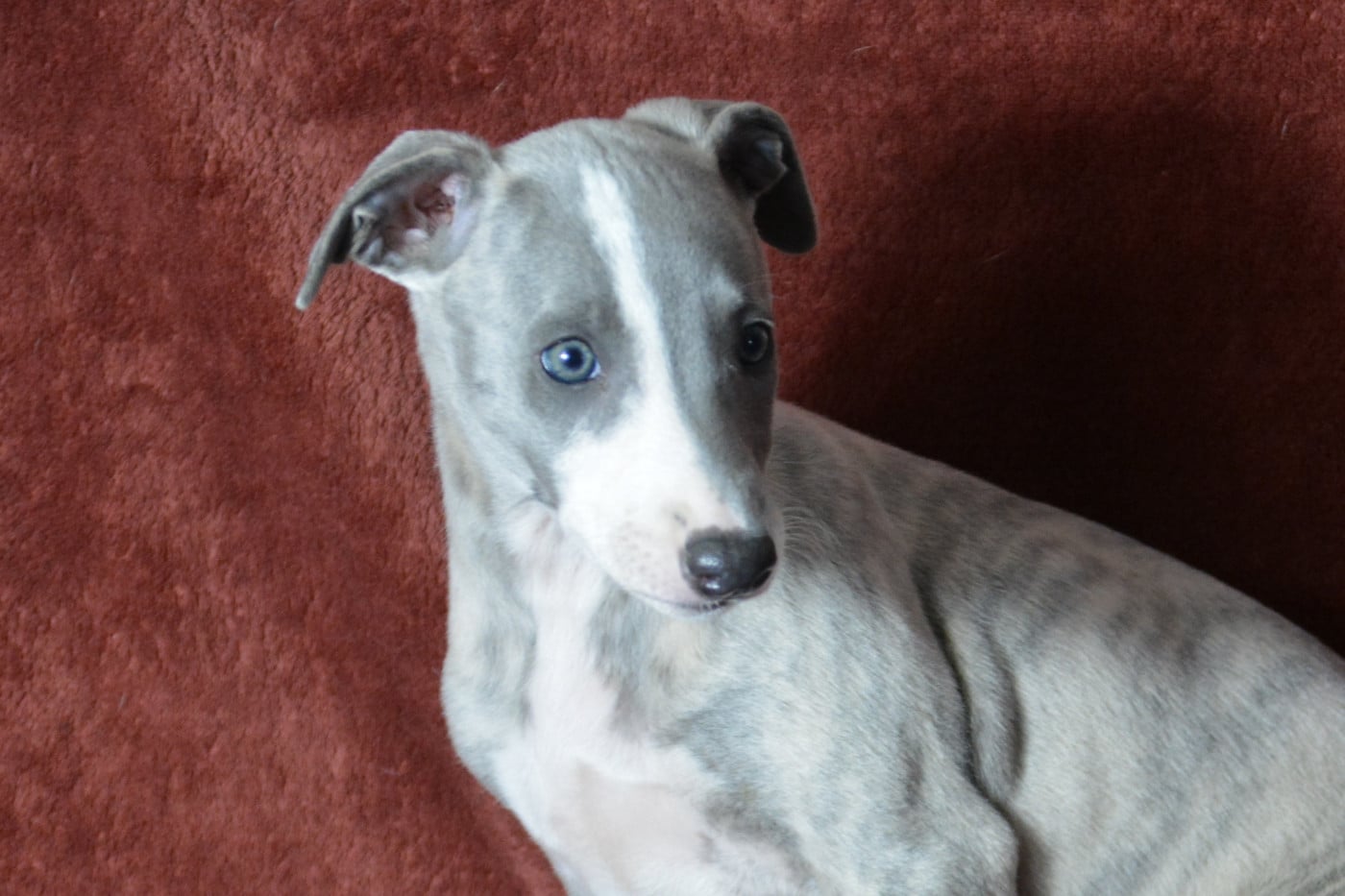 BELLA