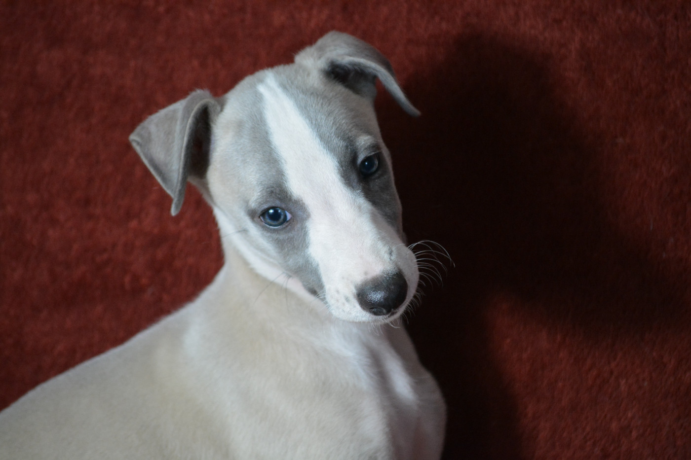 BILLY