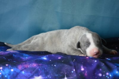 Les chiots de Whippet
