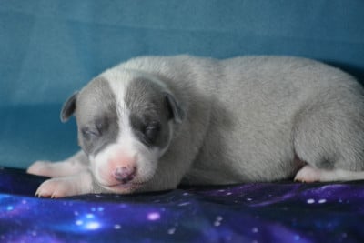 Les chiots de Whippet