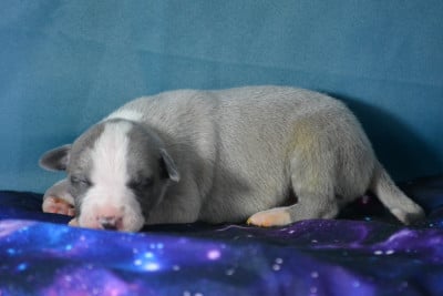 Les chiots de Whippet