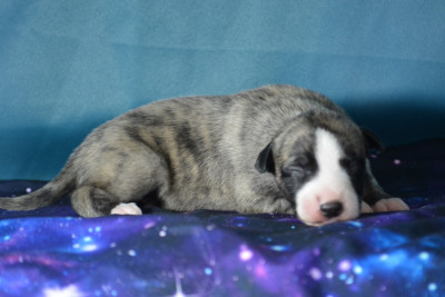 Les chiots de Whippet