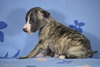 Les chiots de Whippet