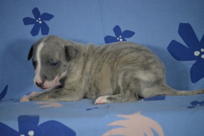 Les chiots de Whippet