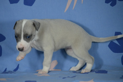Les chiots de Whippet