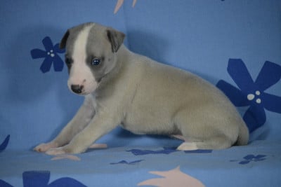 Les chiots de Whippet
