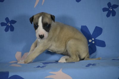 Les chiots de Whippet