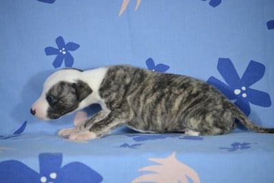 Les chiots de Whippet