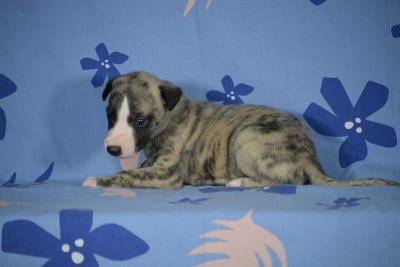Les chiots de Whippet