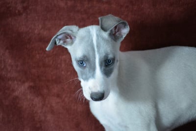 Les chiots de Whippet