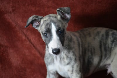 Les chiots de Whippet