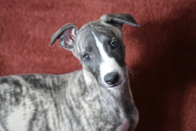 Les chiots de Whippet