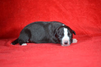 Les chiots de Whippet