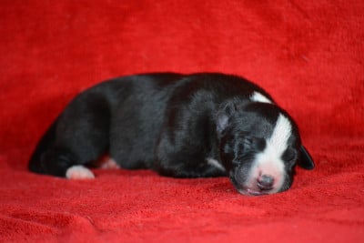 Les chiots de Whippet