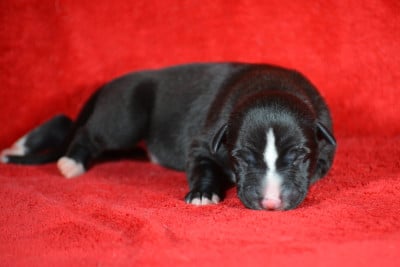 Les chiots de Whippet