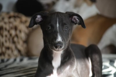 Les chiots de Whippet