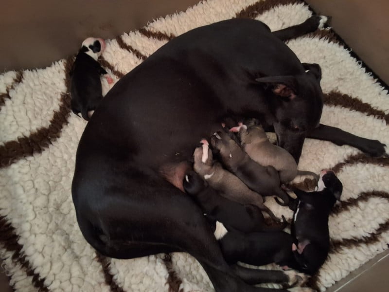 Whippet - du coquelicot bleu