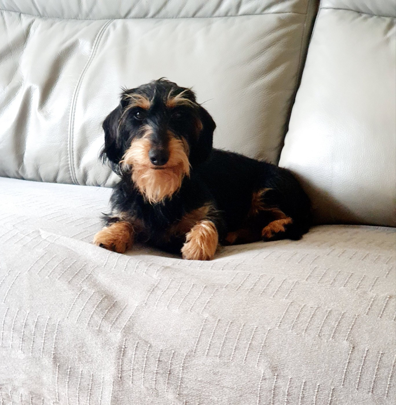 Tharabelle Des Rêves D'Assenav