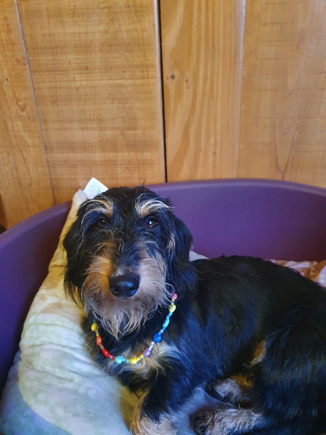 Tharabelle Des Rêves D'Assenav