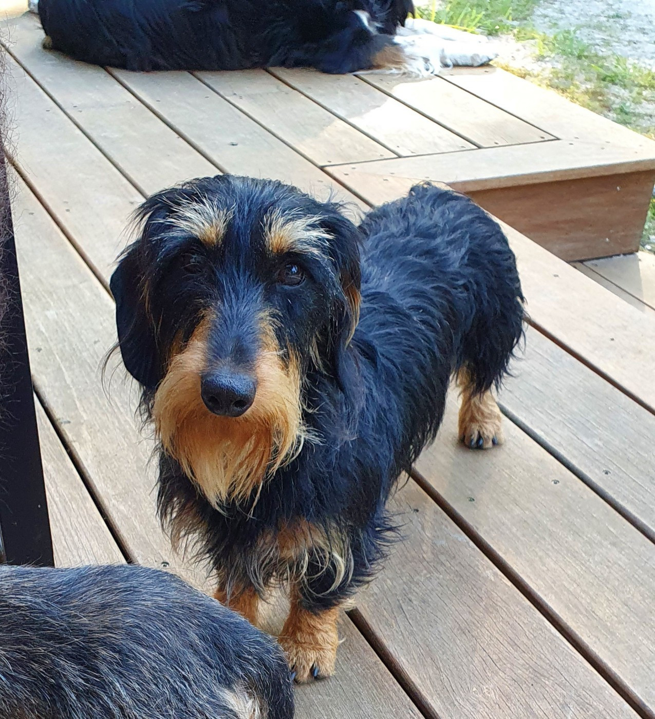 Tharabelle Des Rêves D'Assenav