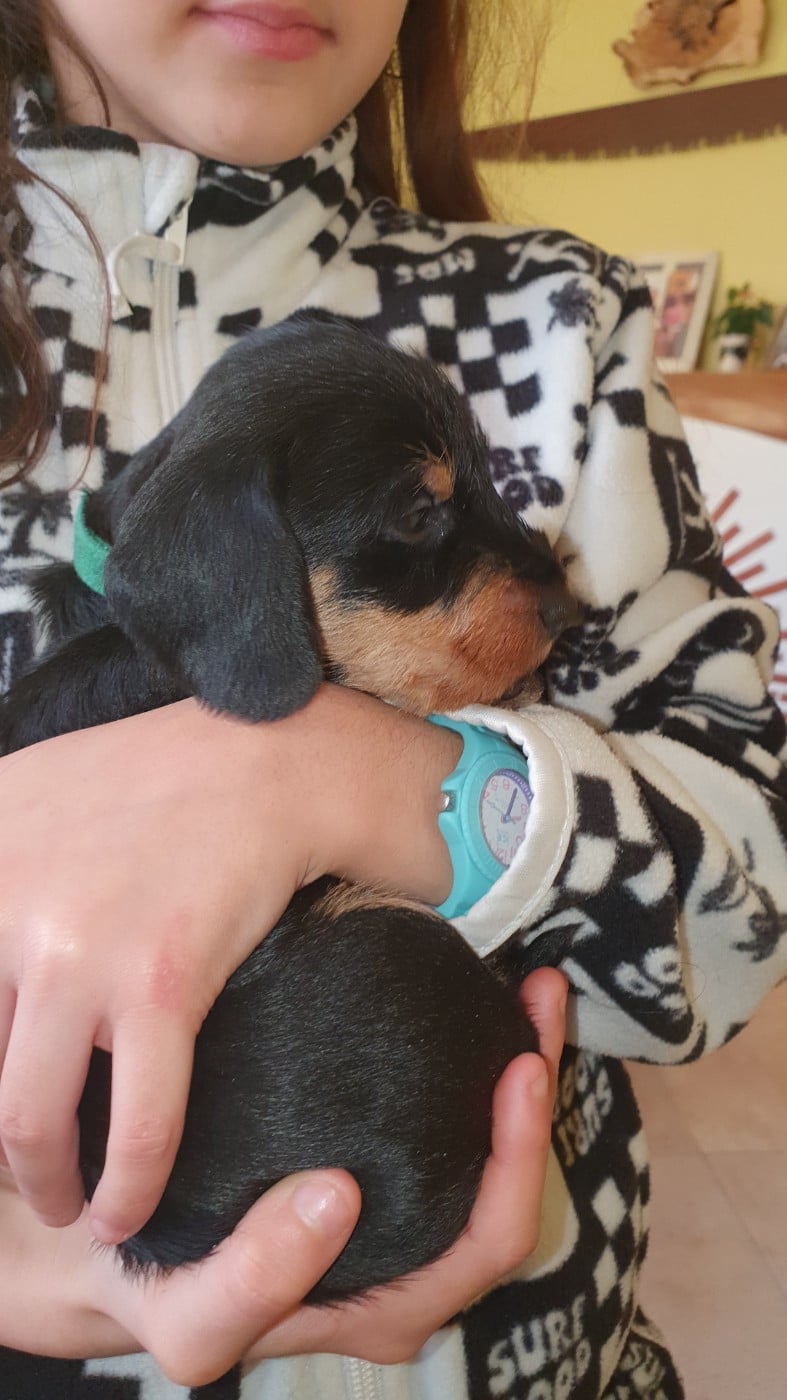 Teckel poil dur - Des Rêves D'Assenav