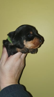 Les chiots de Teckel poil dur