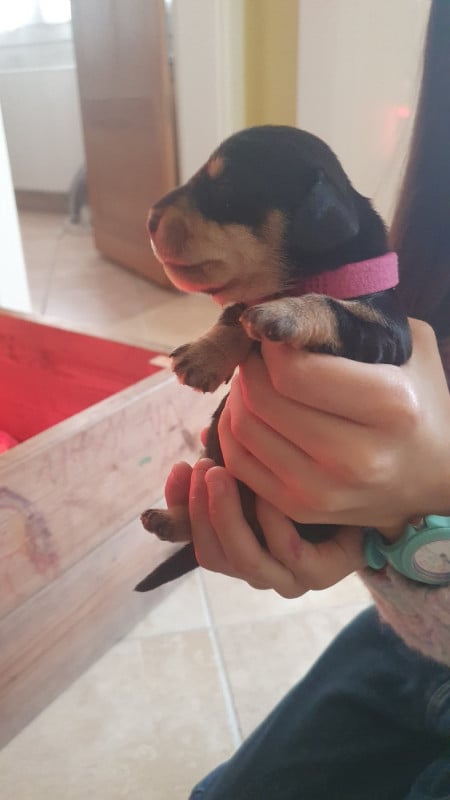 Teckel poil dur - Des Rêves D'Assenav