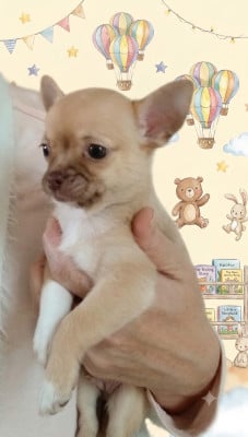 Chiot N°1 - Chihuahua
