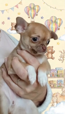 Chiot N°2 - Chihuahua