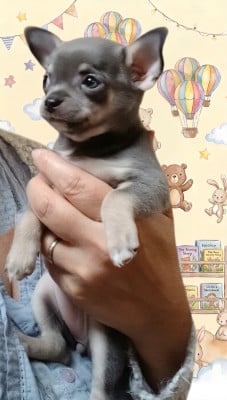 Chihuahua