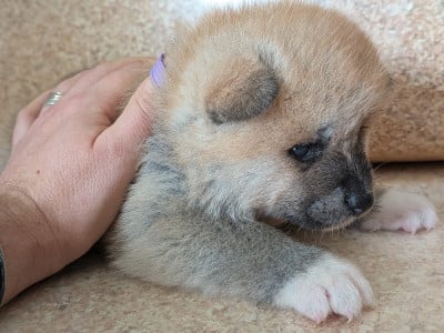 Les chiots de Akita