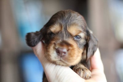 Les chiots de Cocker Spaniel Anglais