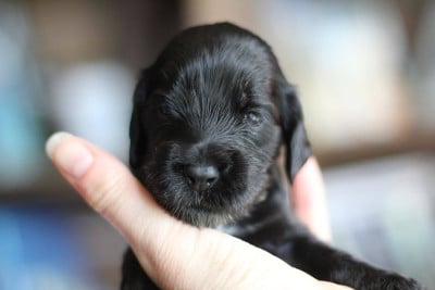 Les chiots de Cocker Spaniel Anglais