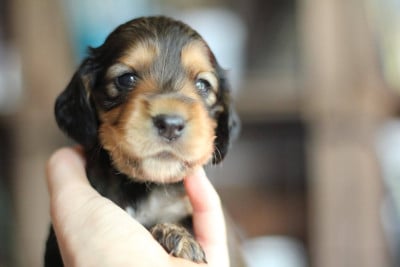 Les chiots de Cocker Spaniel Anglais