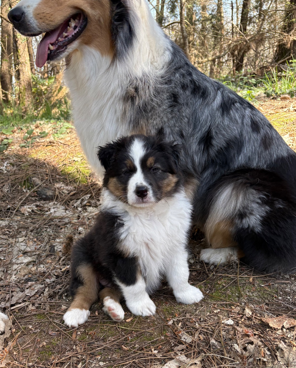BENJI (provisoire)