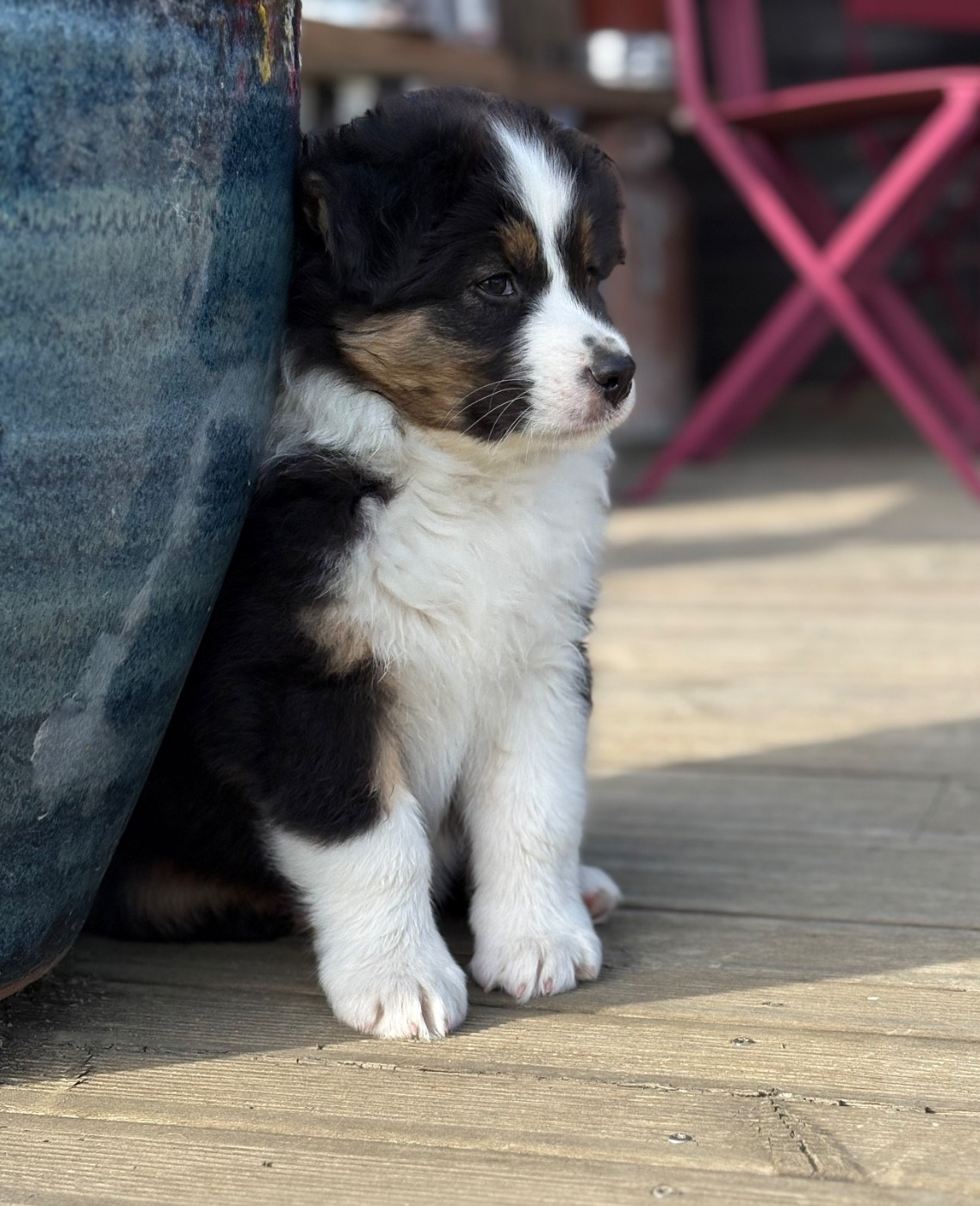 BENJI (provisoire)