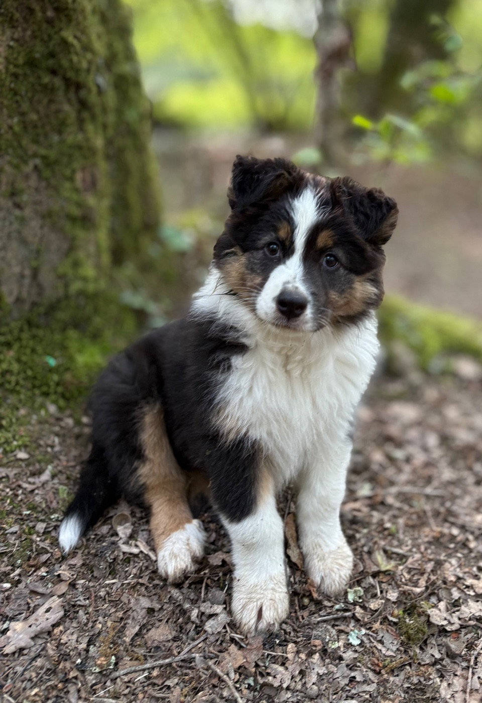 BENJI (provisoire)