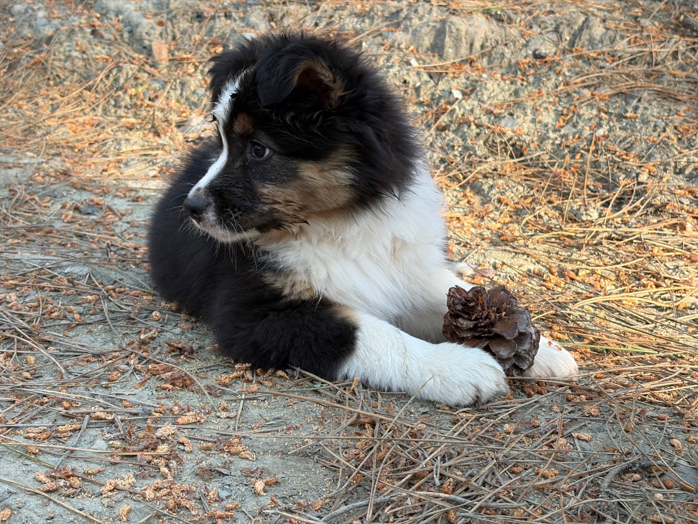 BENJI (provisoire)
