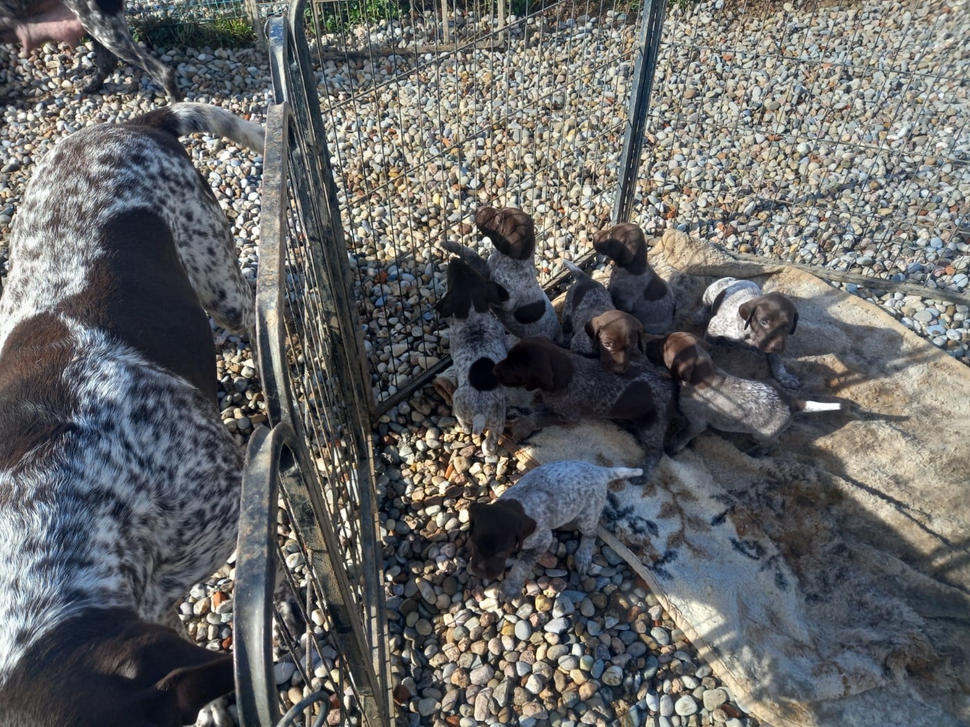 Braque allemand à poil court - Des Sandmattenweg