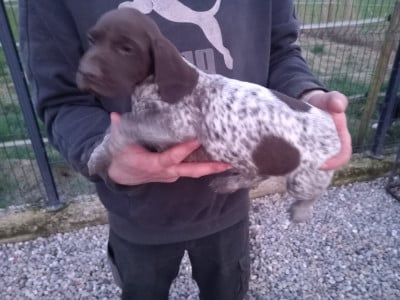 Les chiots de Braque allemand à poil court