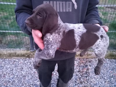 Les chiots de Braque allemand à poil court