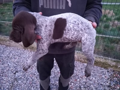 Les chiots de Braque allemand à poil court