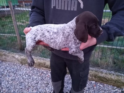 Les chiots de Braque allemand à poil court