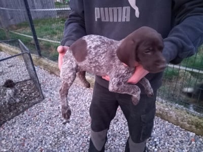 Les chiots de Braque allemand à poil court