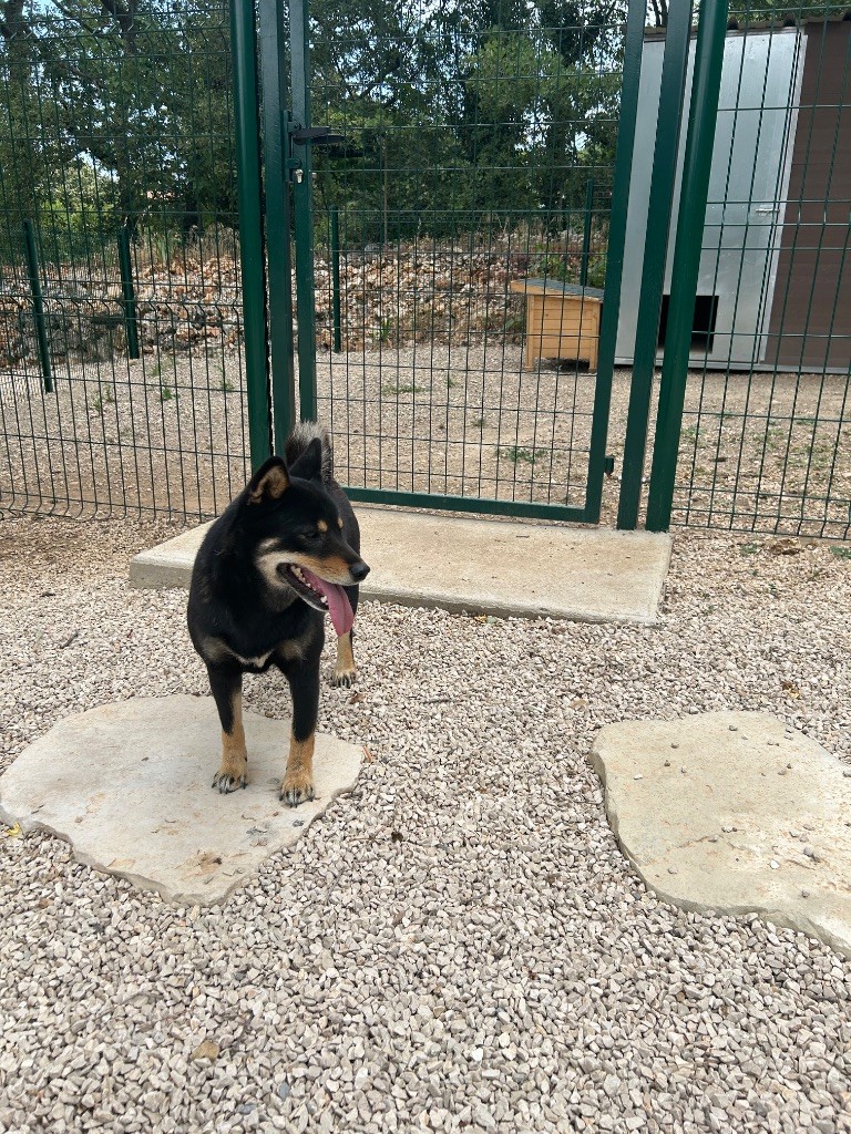 Suki de la Passion d'une Vie