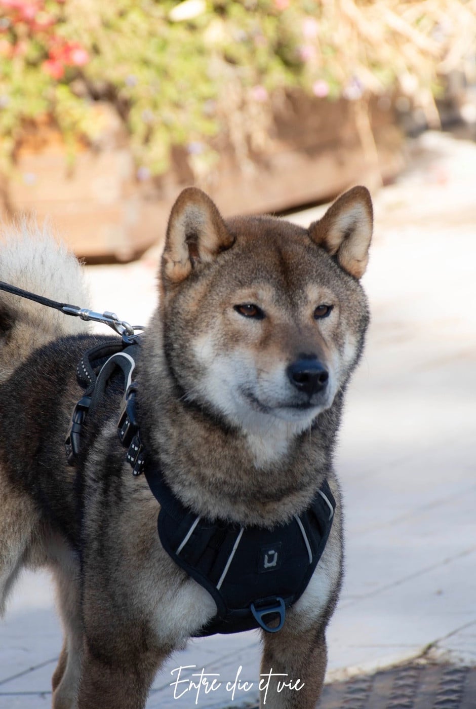 Publication : Des Renards Du Castrum