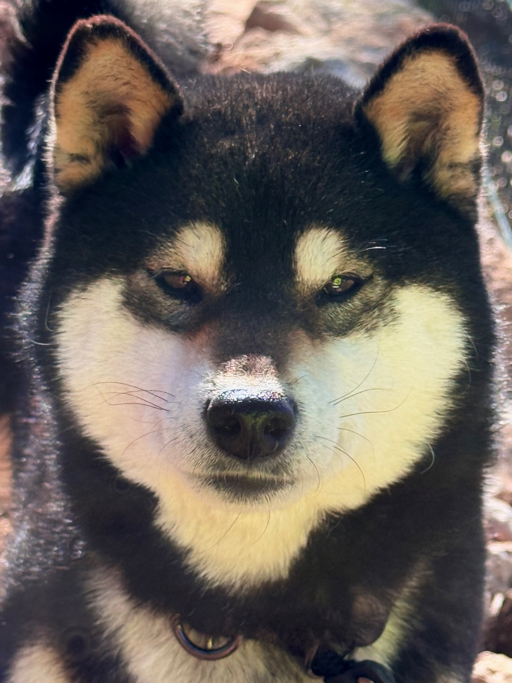 Publication : Des Renards Du Castrum