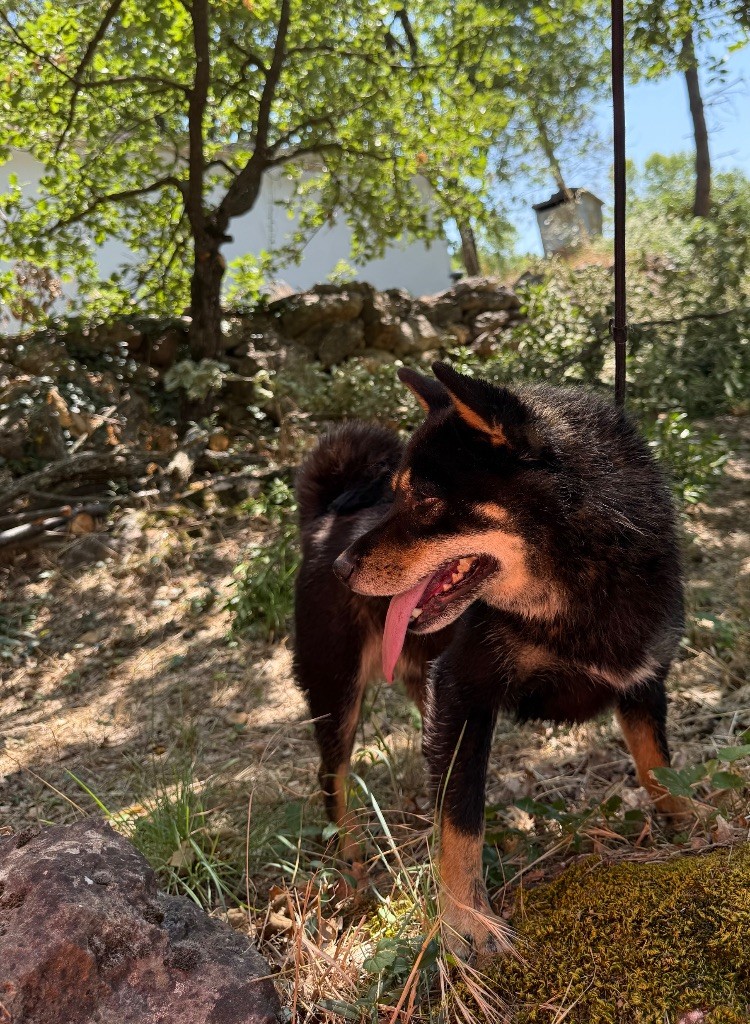 Suki de la Passion d'une Vie